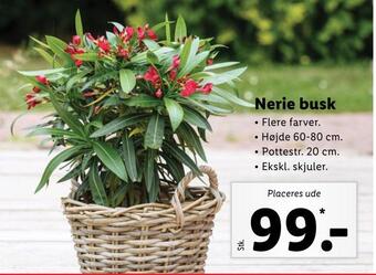 Nerie busk