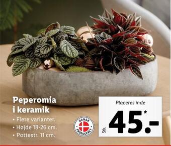 Lidl Peperomia i keramik tilbud