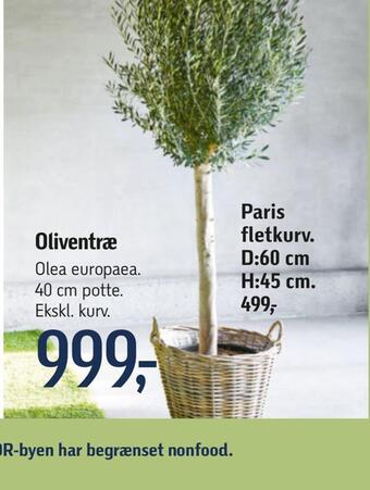 Føtex Oliventræ tilbud