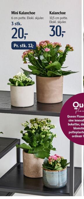 Føtex Mini kalanchoe tilbud