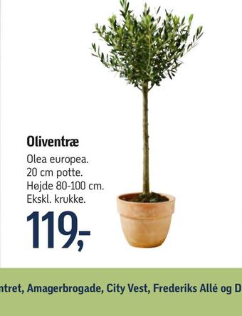 Føtex Oliventræ tilbud