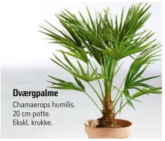 Føtex Dværgpalme tilbud