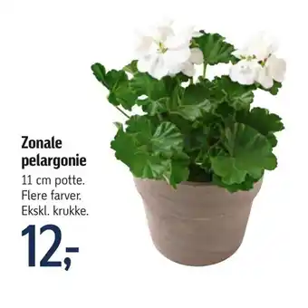 Føtex Zonale pelargonie tilbud