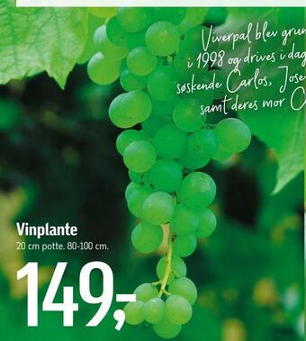 Føtex Vinplante tilbud