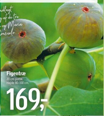 Føtex Figentræ tilbud