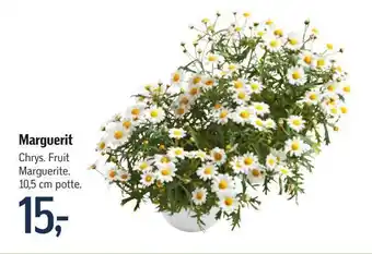 Føtex Marguerit tilbud