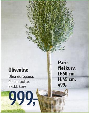 Føtex Oliventræ tilbud