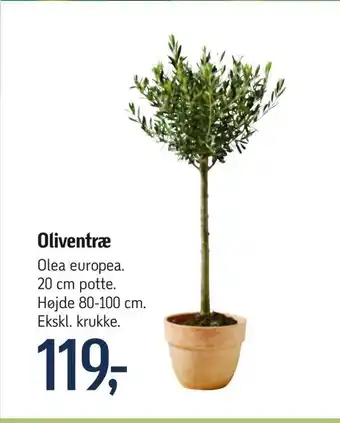 Oliventræ