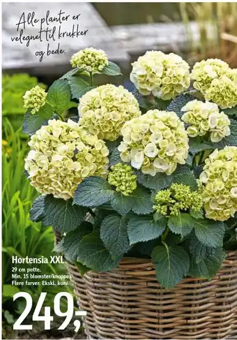 Føtex Hortensia xxl tilbud