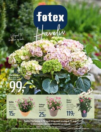 Hortensia