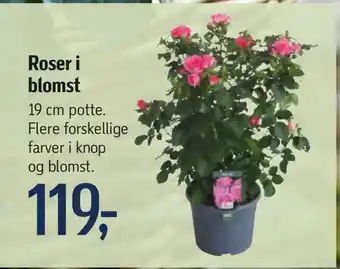 Føtex Roser i blomst tilbud