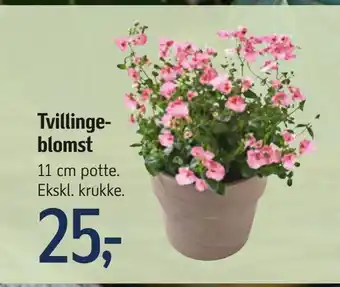 Føtex Tvillinge blomst tilbud