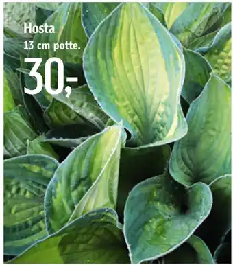 Hosta