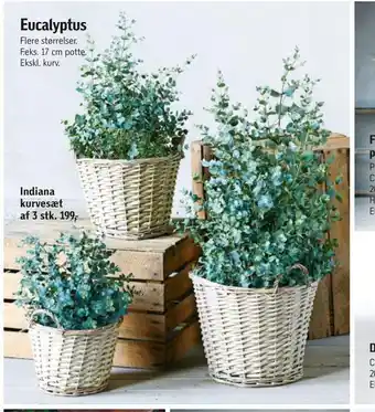 Føtex Eucalyptus tilbud