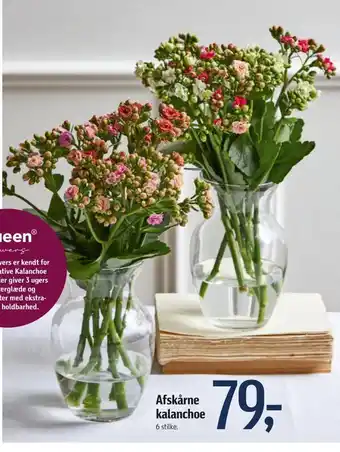 Føtex Afskårne kalanchoe tilbud