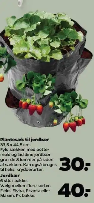 Netto Plantesæk til jordbær eller jordbær tilbud