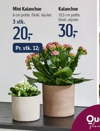 Queen planter