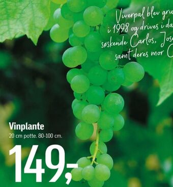 Føtex Ukendt planter tilbud