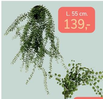 Daells Bolighus Kunstig plante tilbud