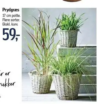 Føtex Prydgræs 17 cm potte. tilbud