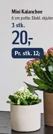 Føtex Mini kalanchoe 3 stk. tilbud