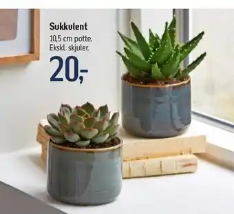 Føtex Sukkulent 10,5 cm potte tilbud