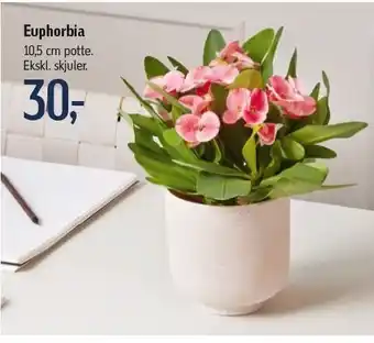 Føtex Euphorbia 10,5 cm potte tilbud