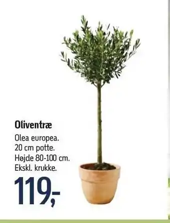 Oliventræ olea europea