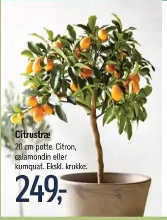 Føtex Citrustræ 20 cm potte tilbud