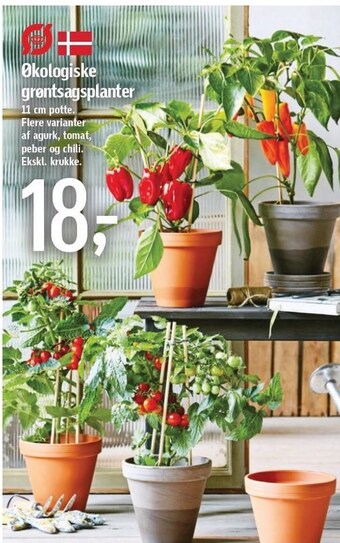 Økologiske grøntsagsplanter 11 cm potte