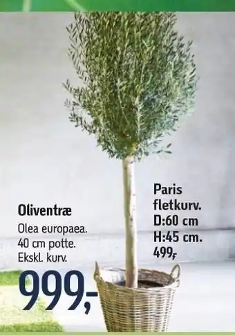 Føtex Oliventræ 10 cm potte eller paris fletkurve tilbud