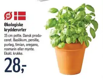 Føtex Økologiske krydderurter 15 cm potte tilbud