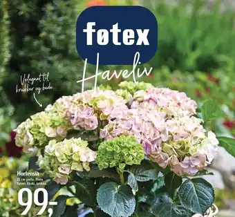 Føtex Hortensia 21 cm potte, flere farver tilbud