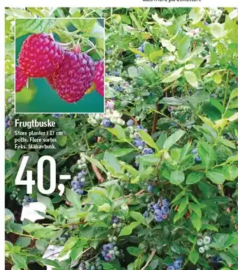 Frugtbuske store planter i 17 cm potte