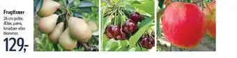 Føtex Frugttræer, flere varianter 26 cm potte tilbud