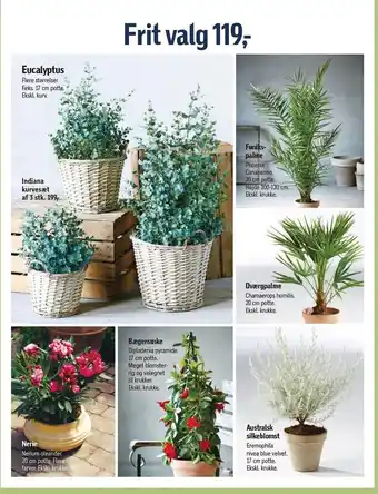 Føtex Planter - frit valg tilbud