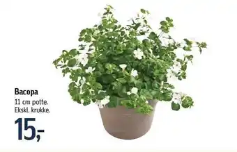 Føtex Bacopa 11 cm potte tilbud