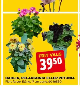 jem & fix Dahlia, pelargonia eller petunia tilbud