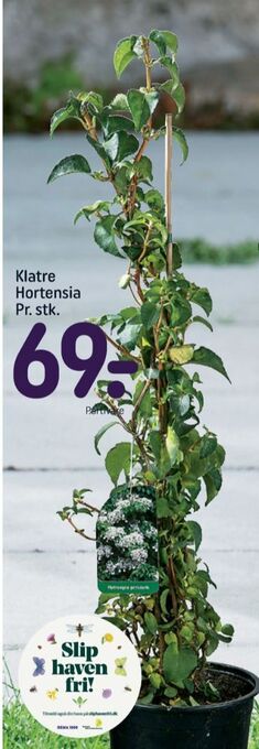 REMA 1000 Ukendt planter tilbud