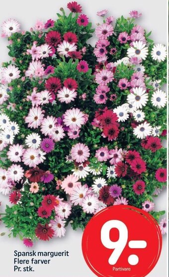 Spansk Marguerit
