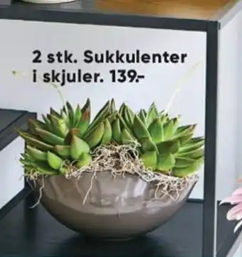 2 stk. Sukkulenter i Skjuler