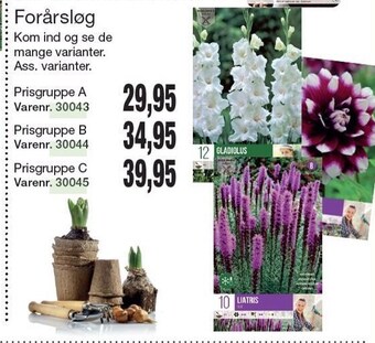 Harald Nyborg Forårsløg tilbud