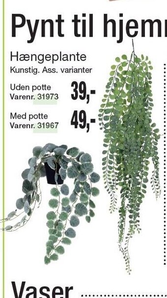 Hængeplante