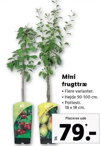 Lidl Mini frugttræ tilbud