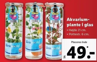 Lidl Akvariumplante i glas tilbud