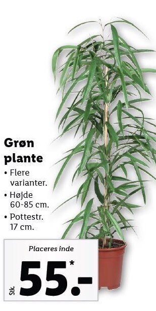 Lidl Grøn plante tilbud
