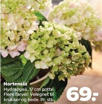 Hortensia