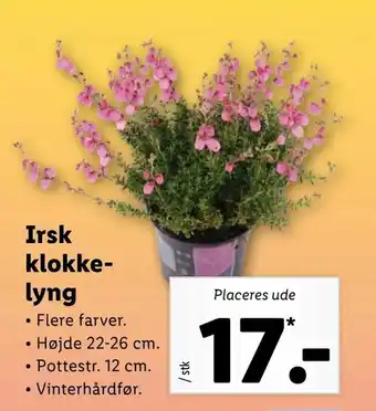 Irsk klokke lyng