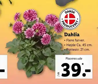 Dahlia