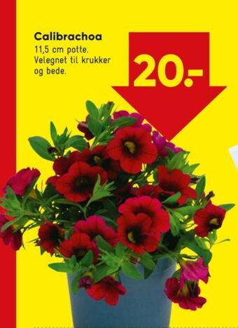 Bilka Ukendt planter tilbud